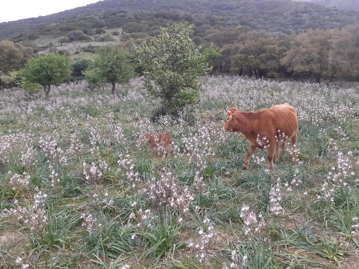 Agroturismo Majori Villa Fluminimaggiore Italia