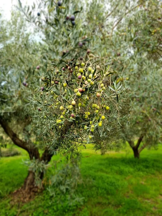 Majori Villa Fluminimaggiore Agroturismo